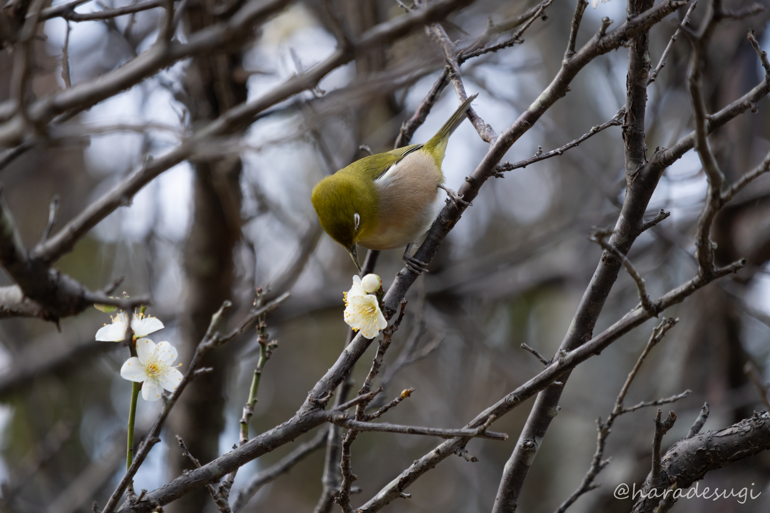 f:id:haradesugi:20190218062048j:plain f:id:haradesugi:20190218062048j:plain