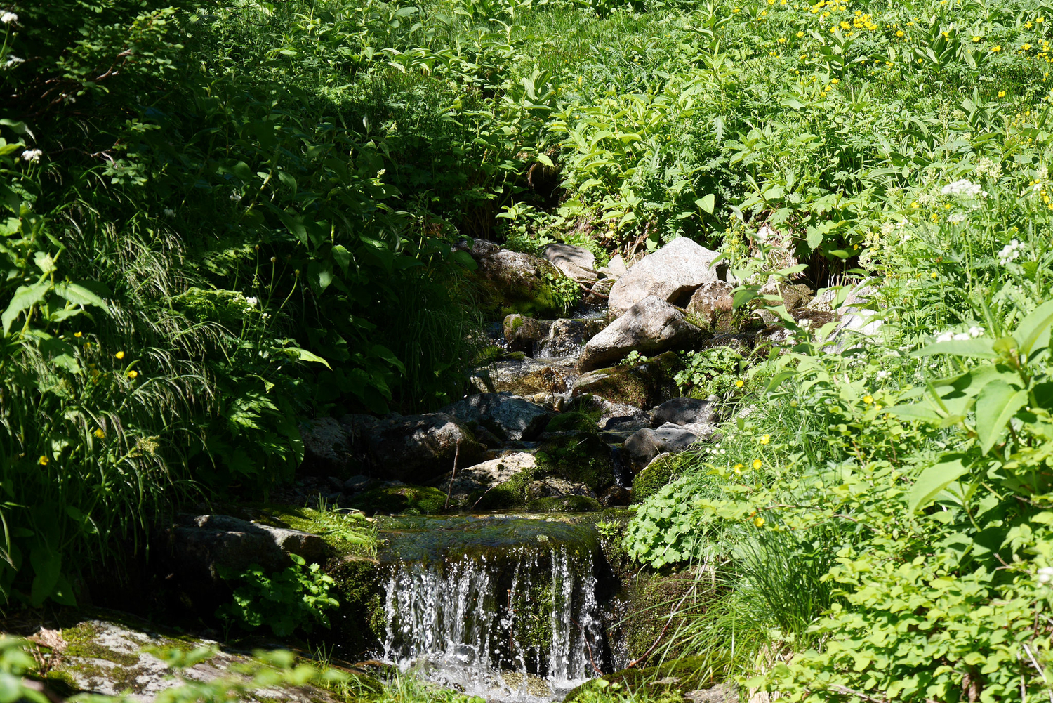 f:id:haradesugi:20190325051657j:plain f:id:haradesugi:20190325051657j:plain