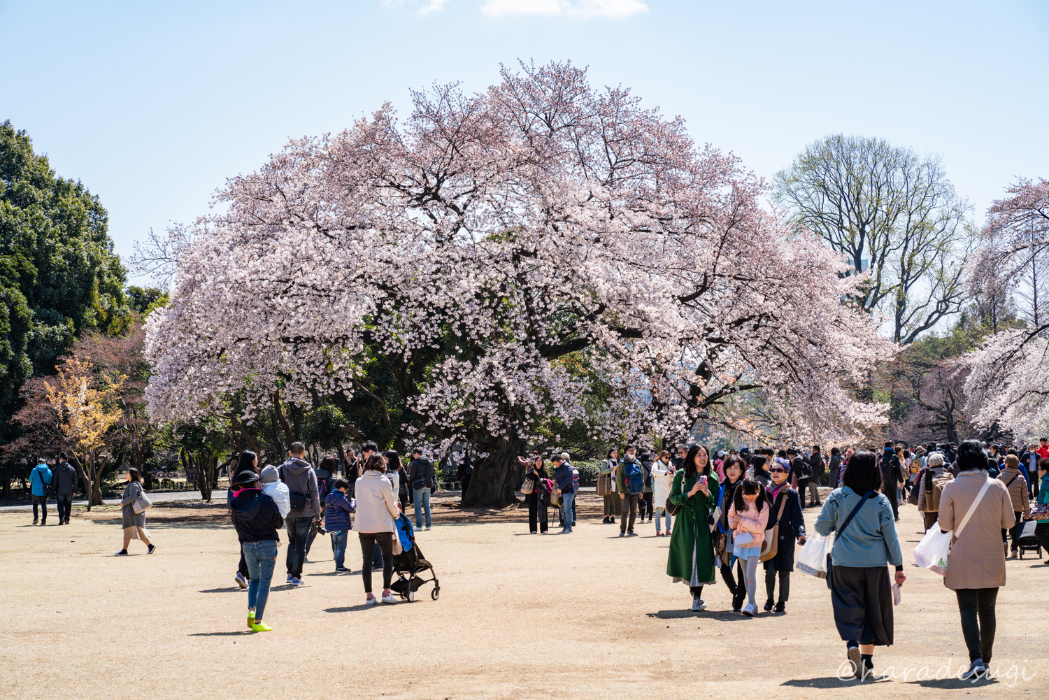 f:id:haradesugi:20190404042810j:plain