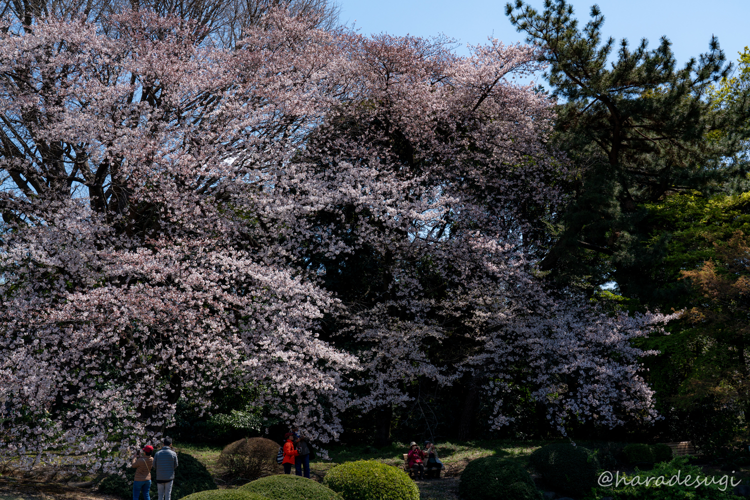 f:id:haradesugi:20190404045141j:plain