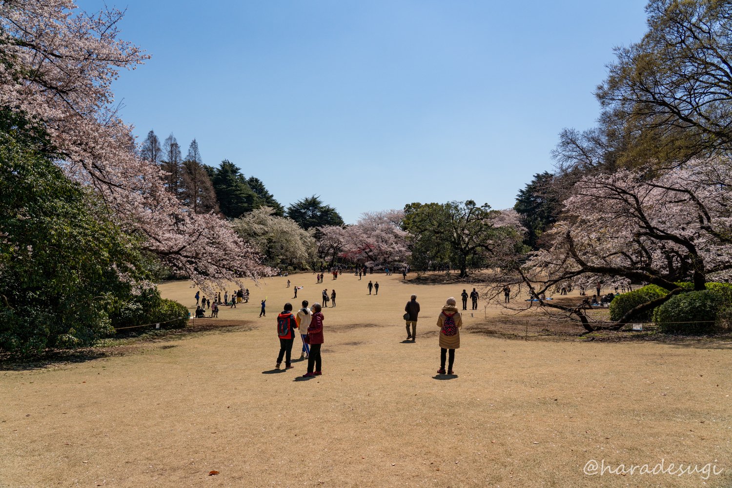 f:id:haradesugi:20190404045158j:plain