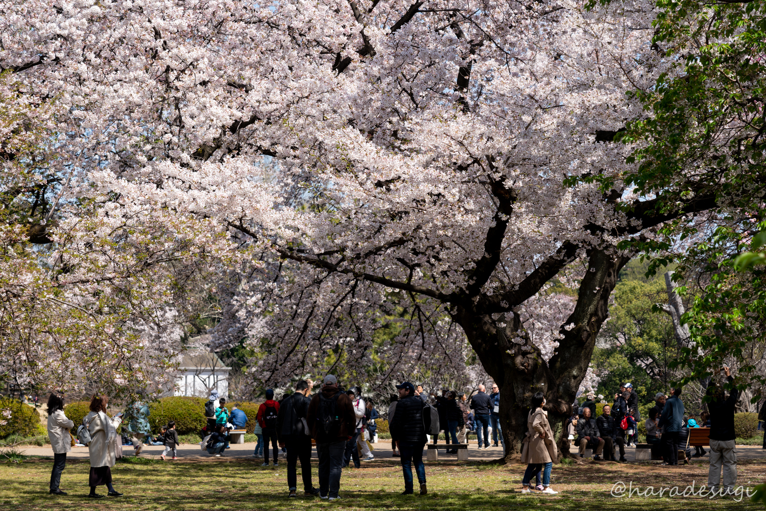 f:id:haradesugi:20190404045219j:plain