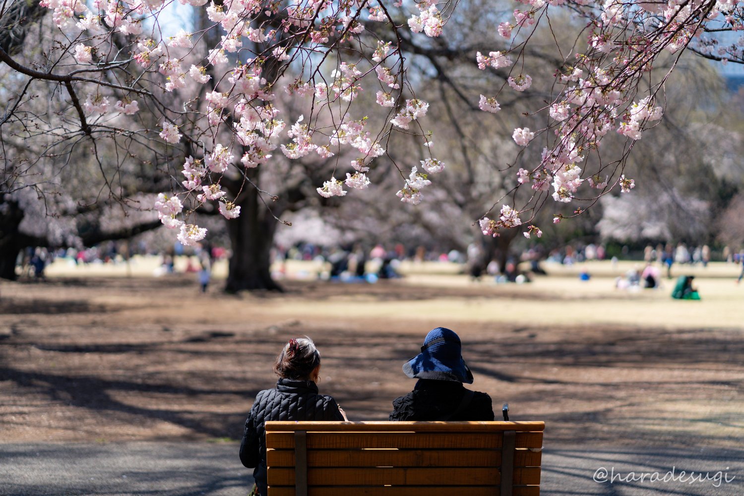 f:id:haradesugi:20190404045327j:plain