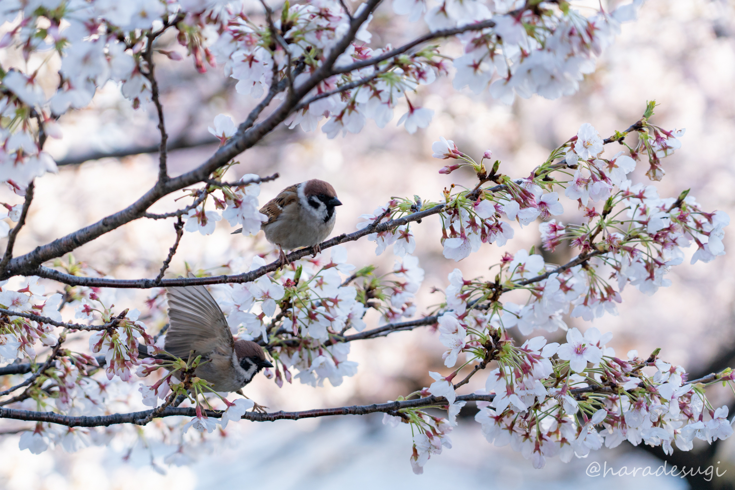 f:id:haradesugi:20190404045726j:plain