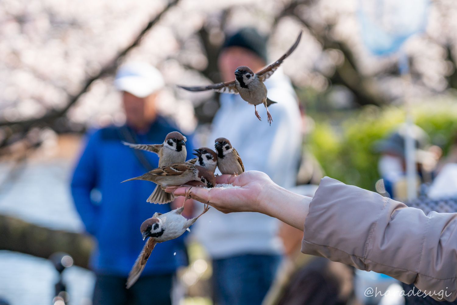 f:id:haradesugi:20190404045932j:plain