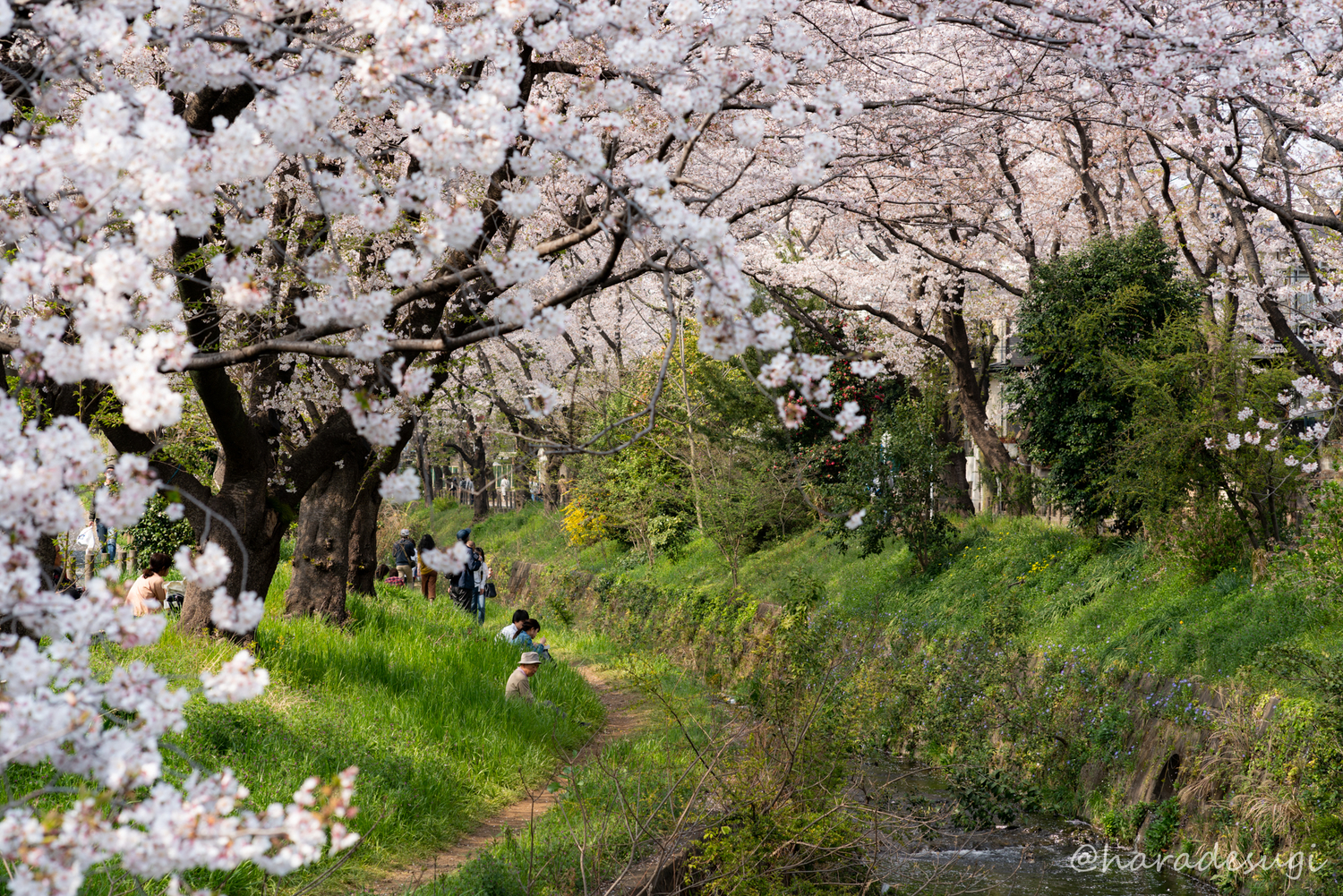 f:id:haradesugi:20190408050919j:plain