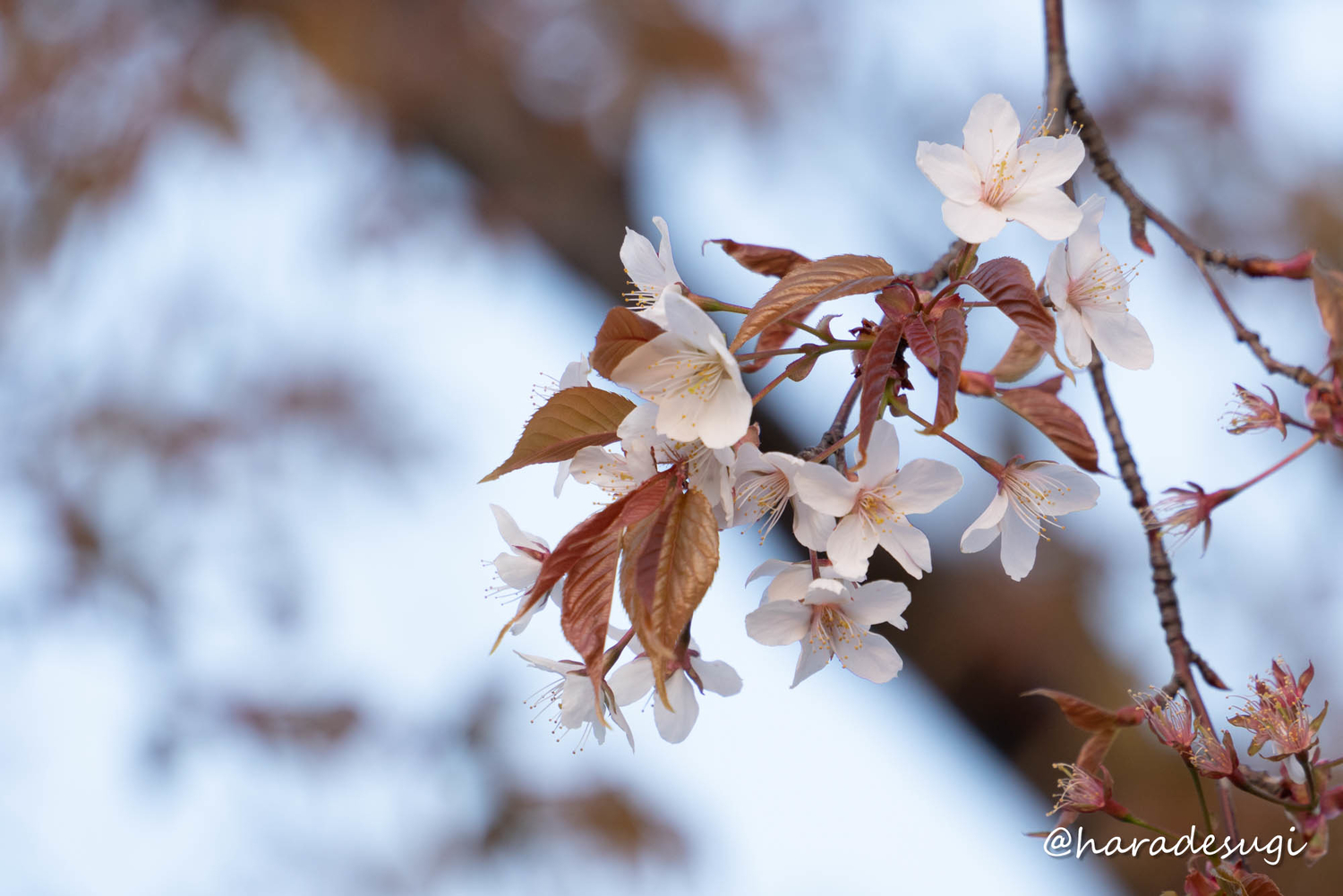 f:id:haradesugi:20210328084914j:plain