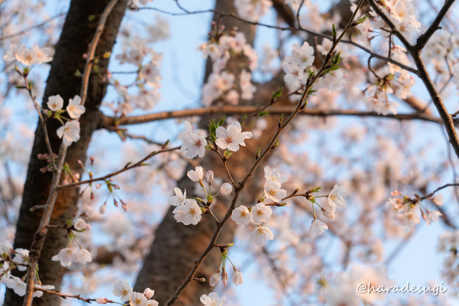 f:id:haradesugi:20210328084928j:plain