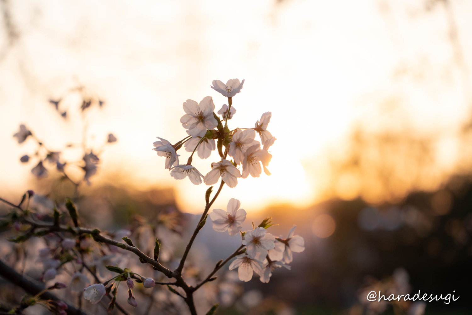 f:id:haradesugi:20210328084933j:plain