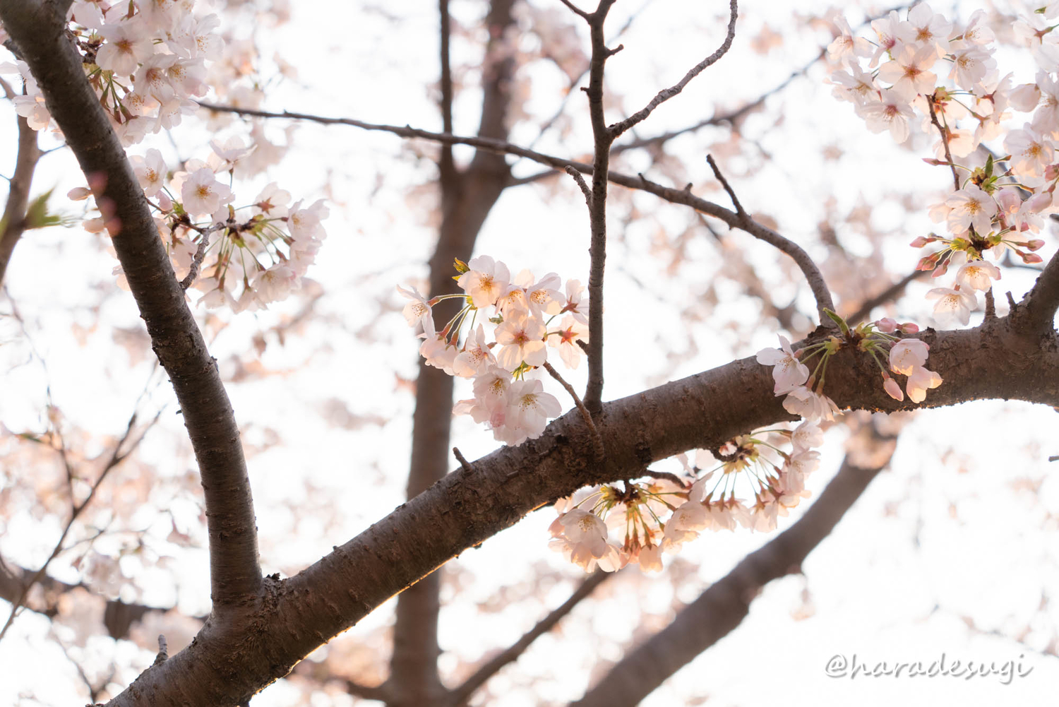 f:id:haradesugi:20210328084949j:plain