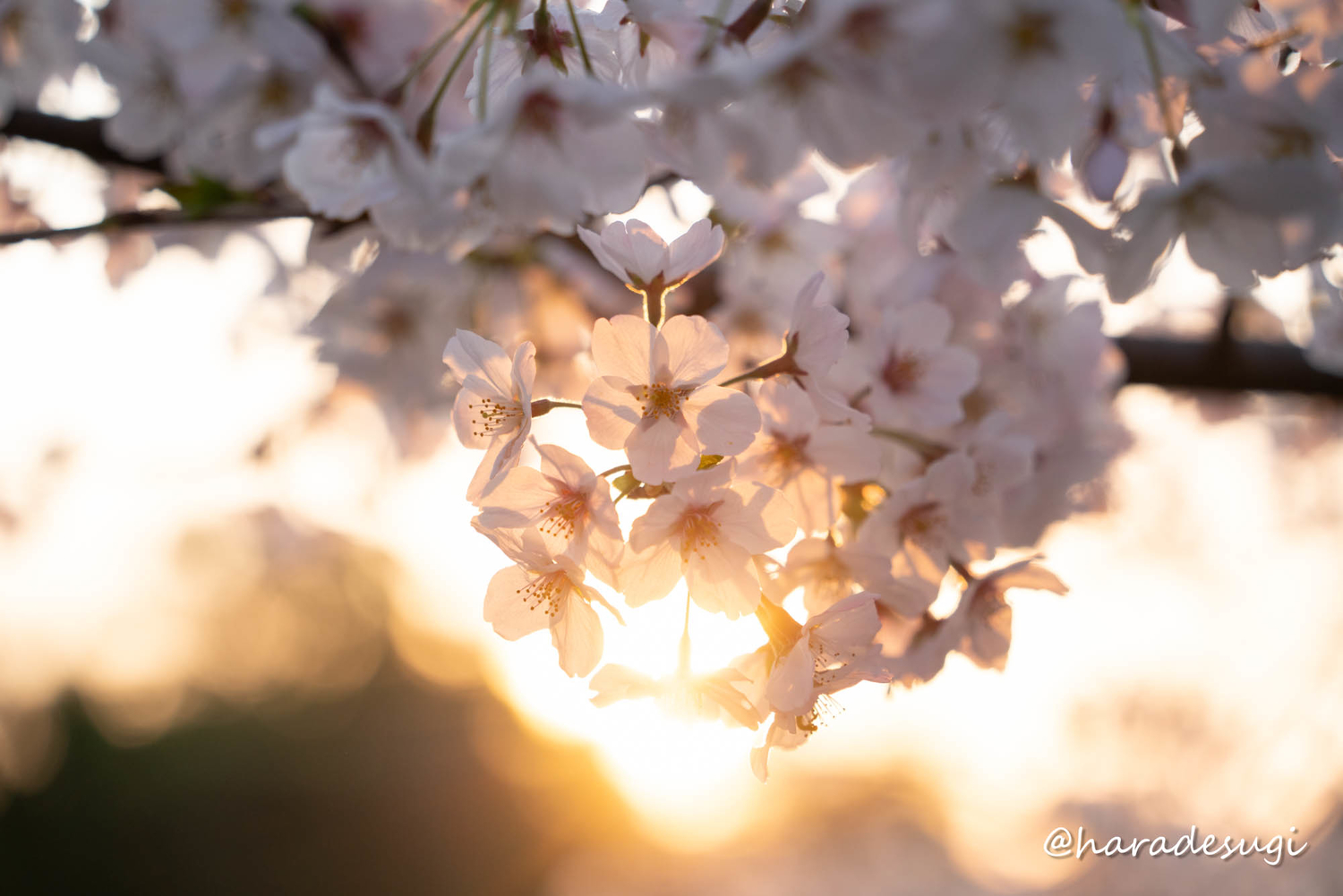 f:id:haradesugi:20210328084958j:plain
