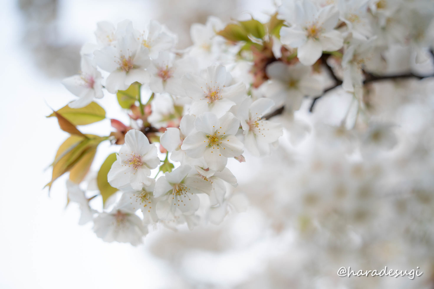 f:id:haradesugi:20210328085100j:plain