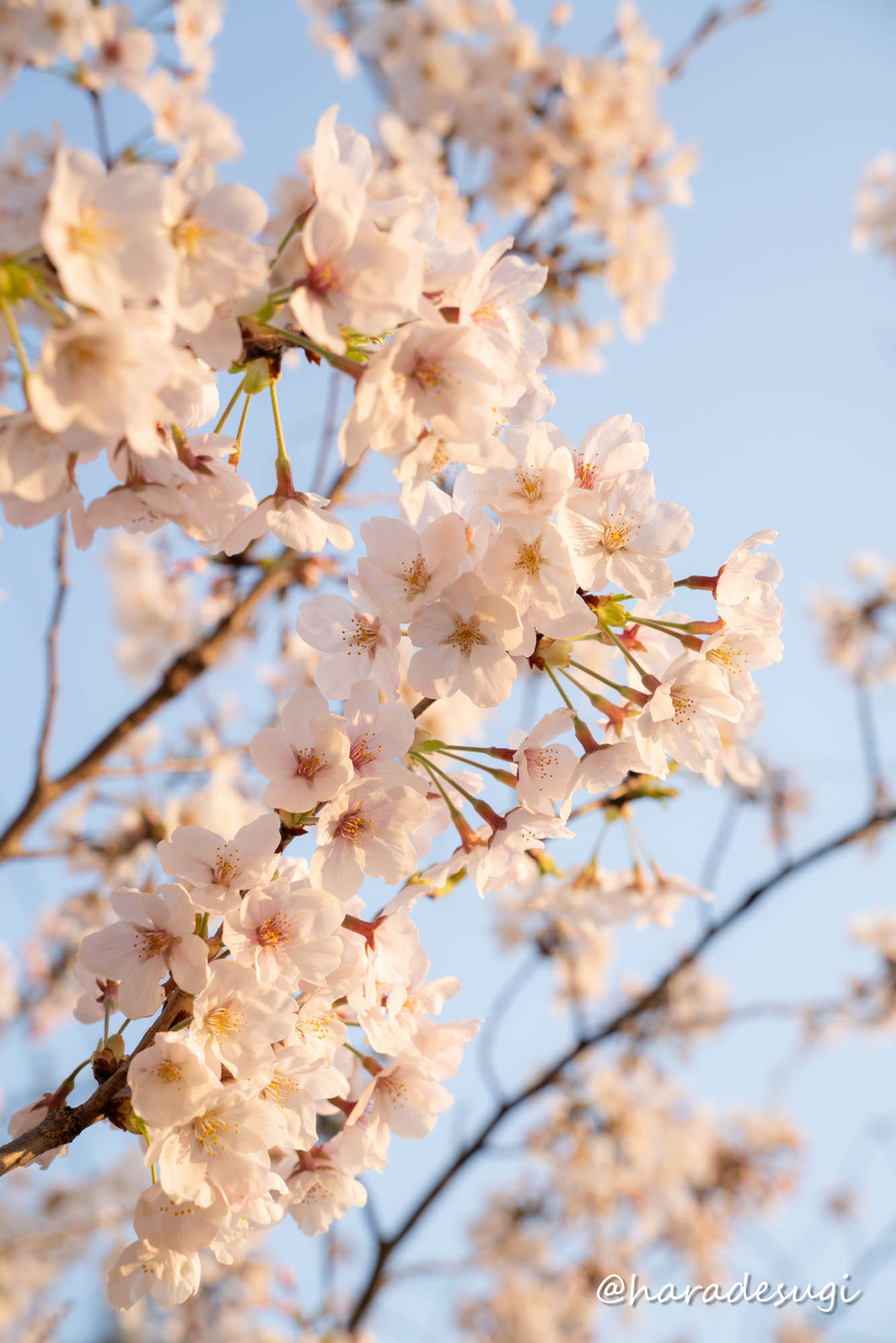 f:id:haradesugi:20210328085110j:plain