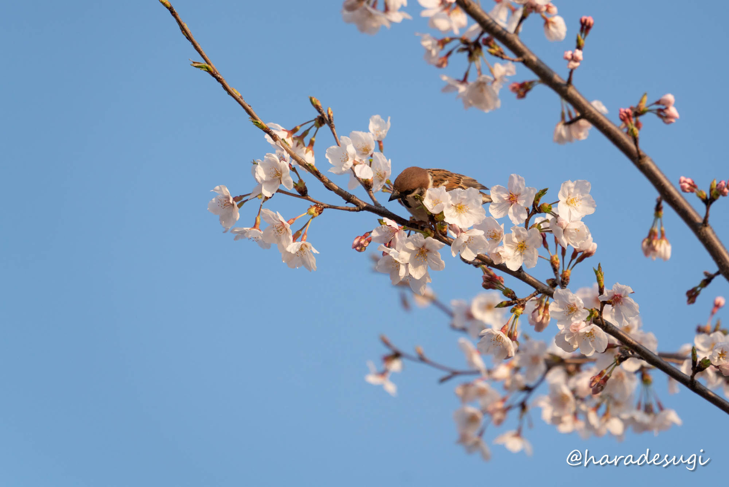 f:id:haradesugi:20210328085115j:plain