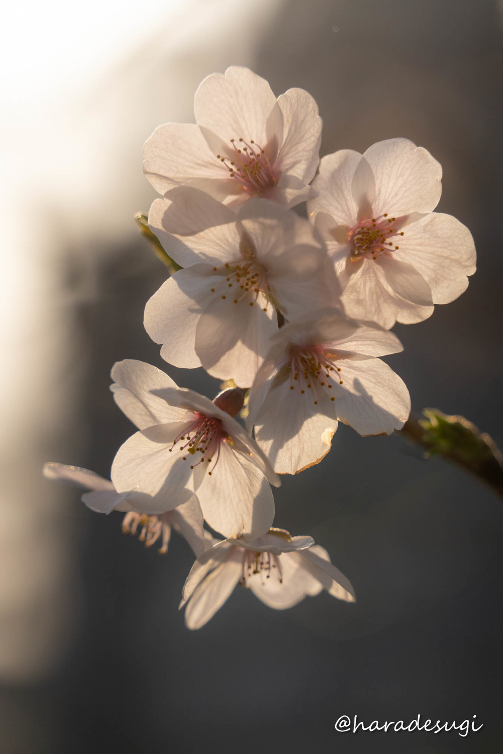 f:id:haradesugi:20210328085144j:plain