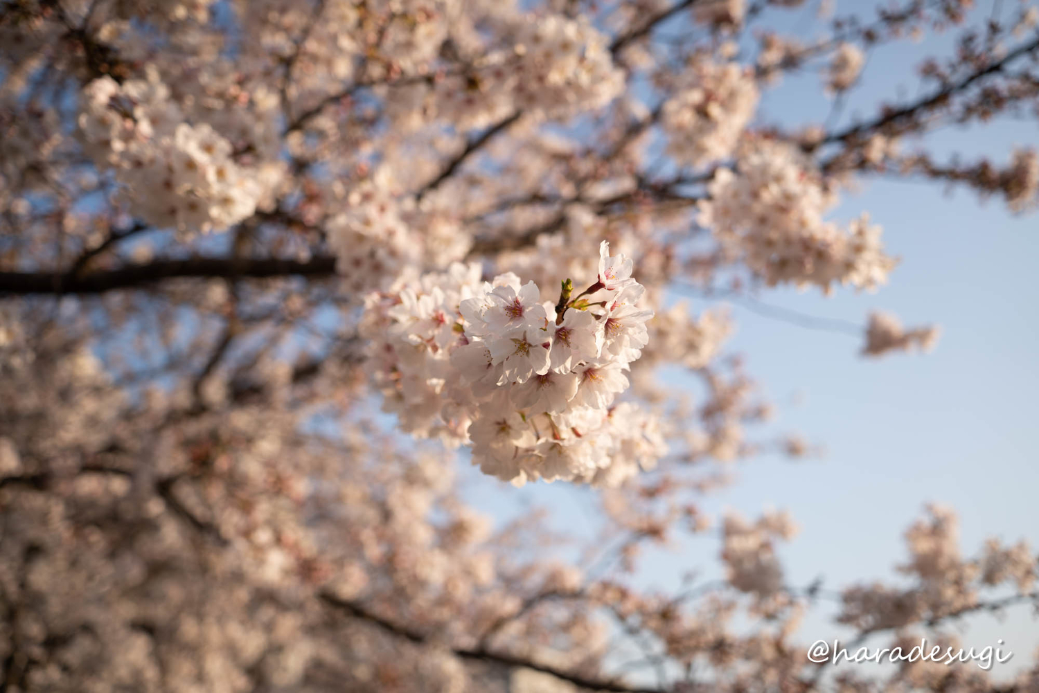 f:id:haradesugi:20210328085149j:plain