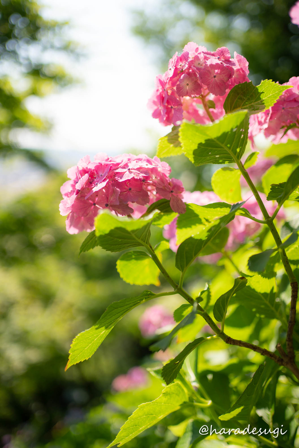 f:id:haradesugi:20210609223809j:plain