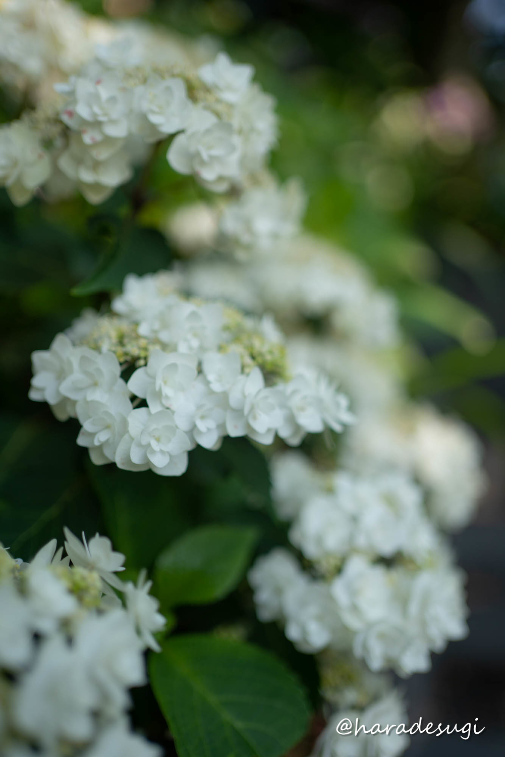 f:id:haradesugi:20210609223825j:plain
