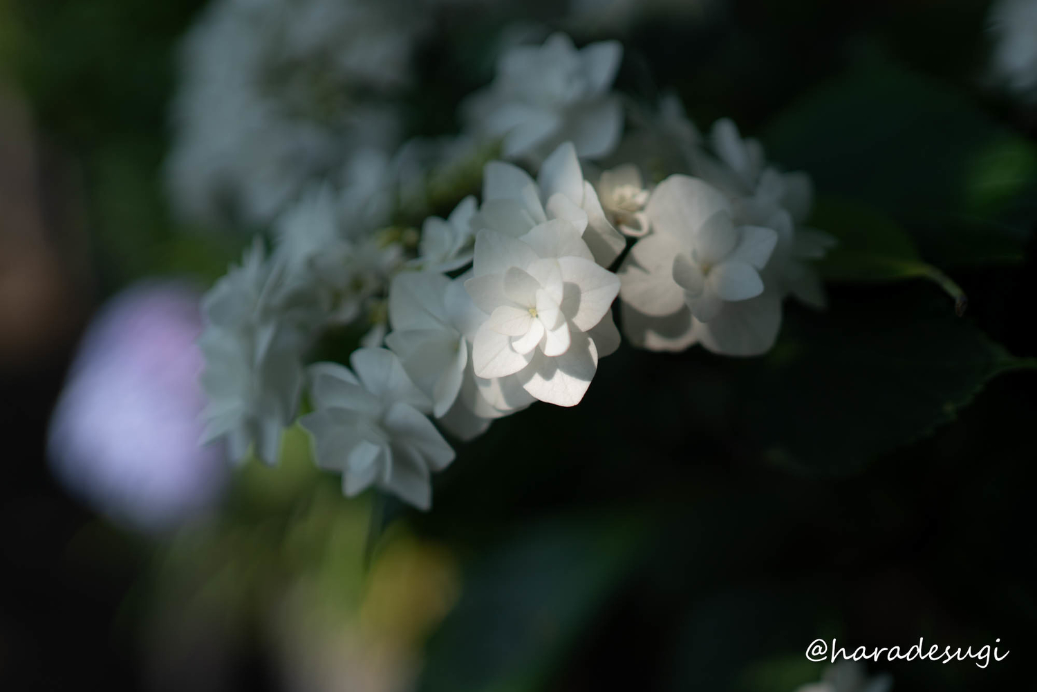 f:id:haradesugi:20210609223830j:plain