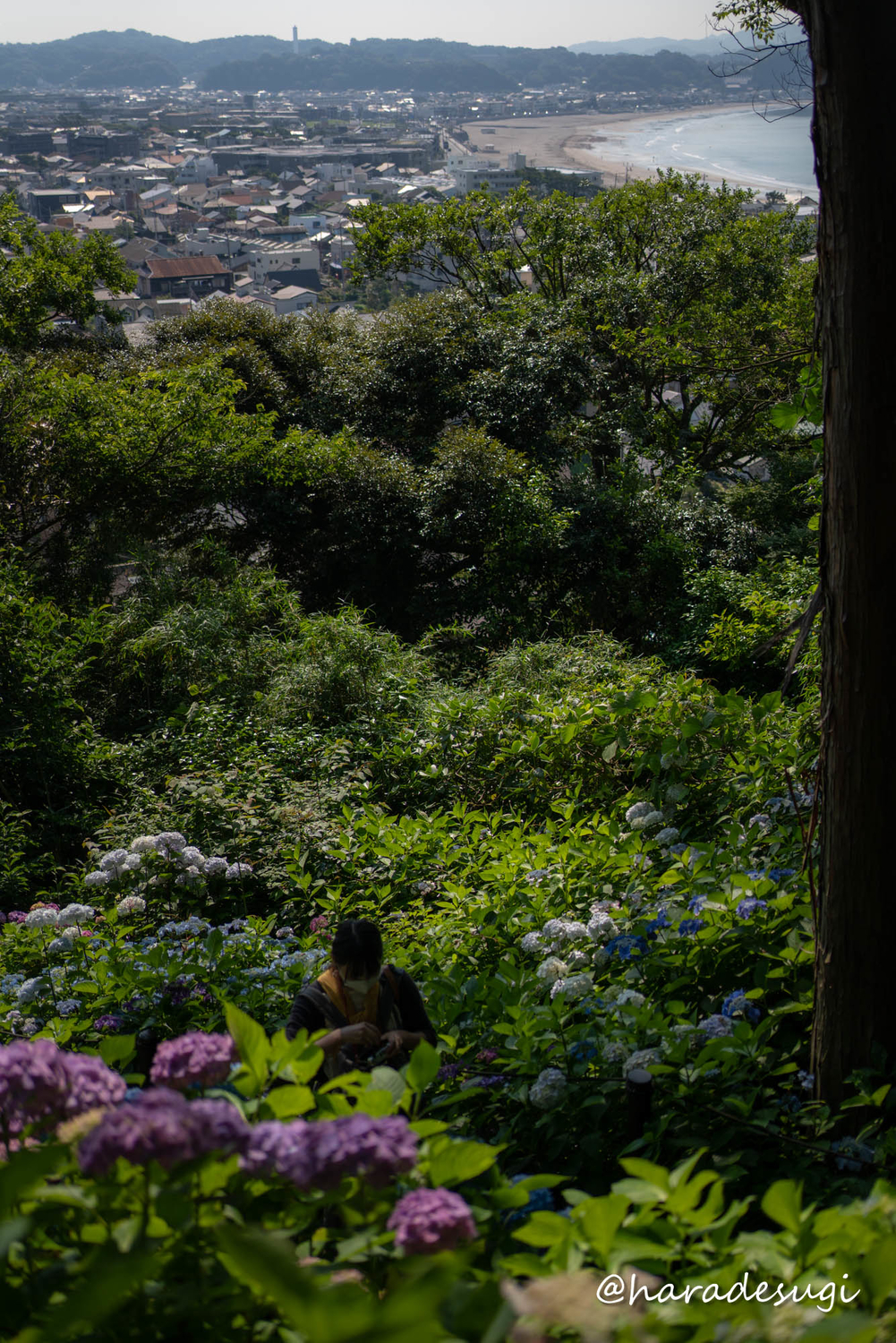f:id:haradesugi:20210609223847j:plain