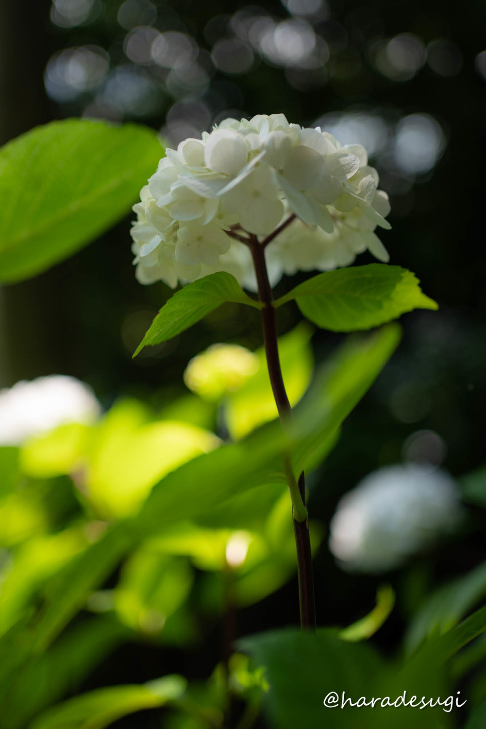 f:id:haradesugi:20210609223854j:plain