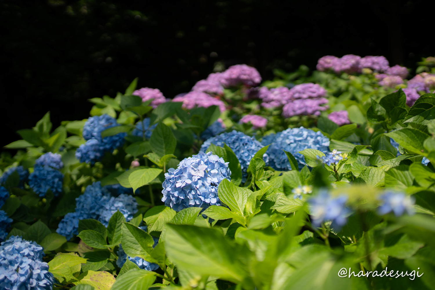 f:id:haradesugi:20210609223912j:plain