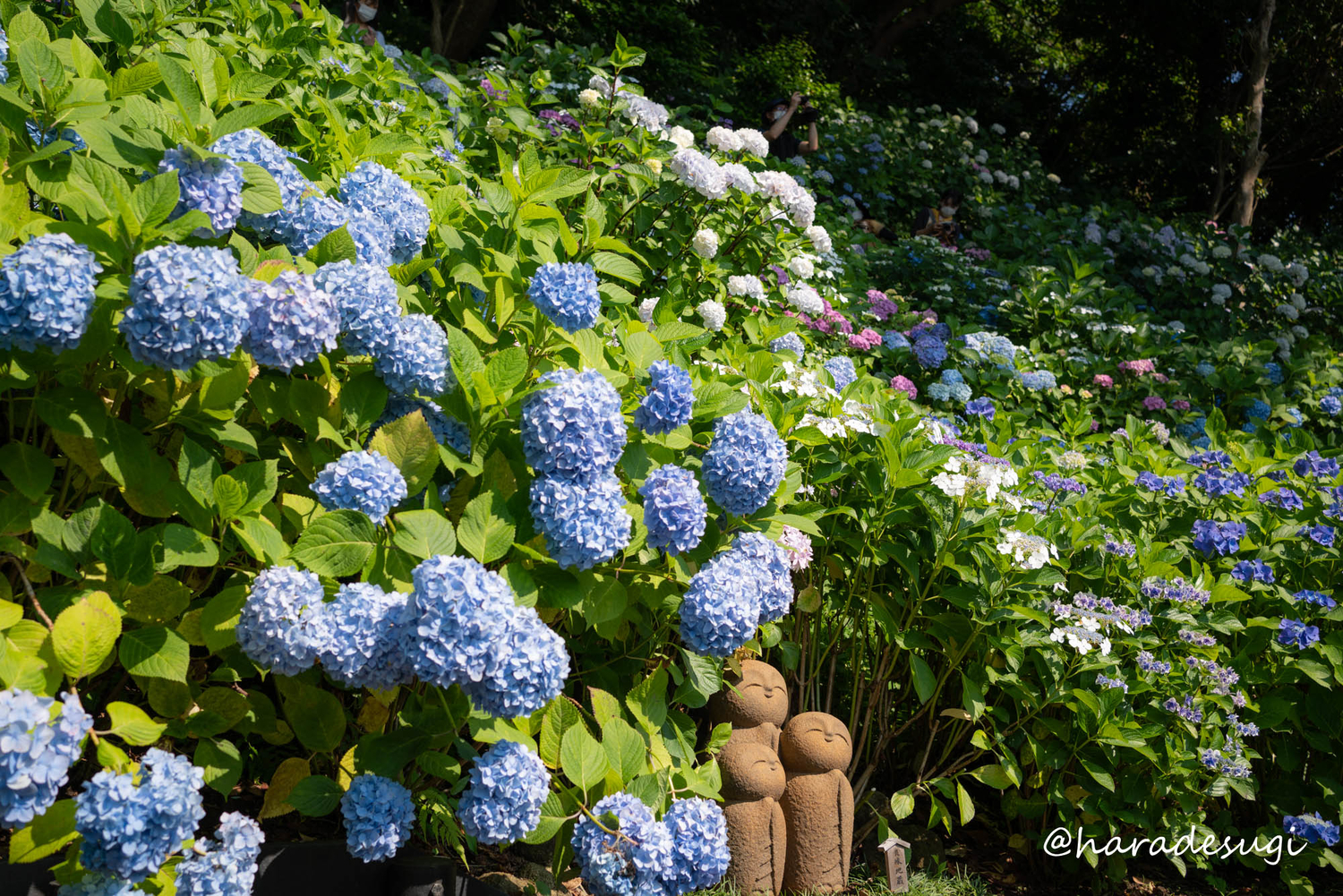 f:id:haradesugi:20210609224009j:plain