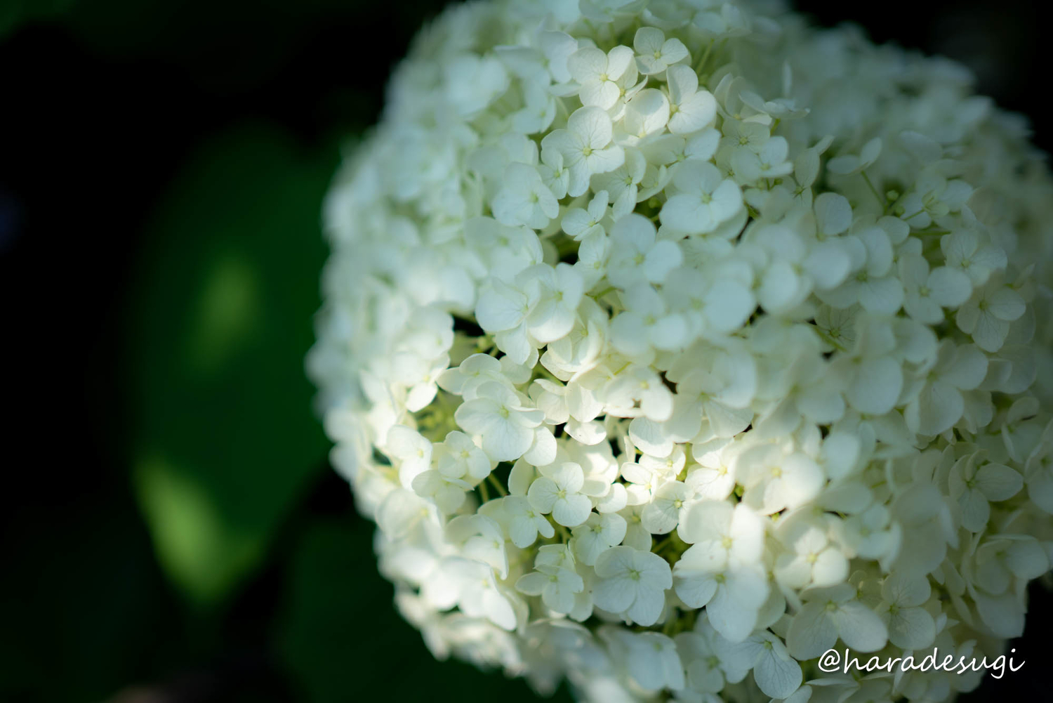 f:id:haradesugi:20210609224014j:plain