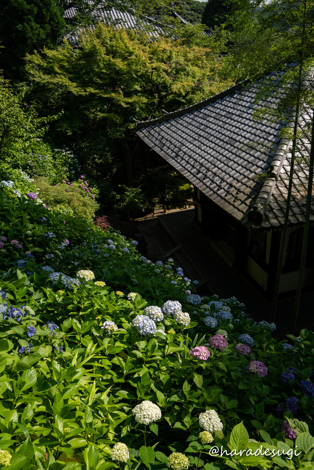 f:id:haradesugi:20210609224032j:plain