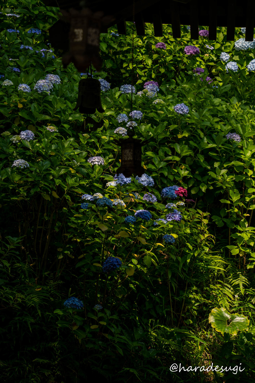 f:id:haradesugi:20210609224038j:plain