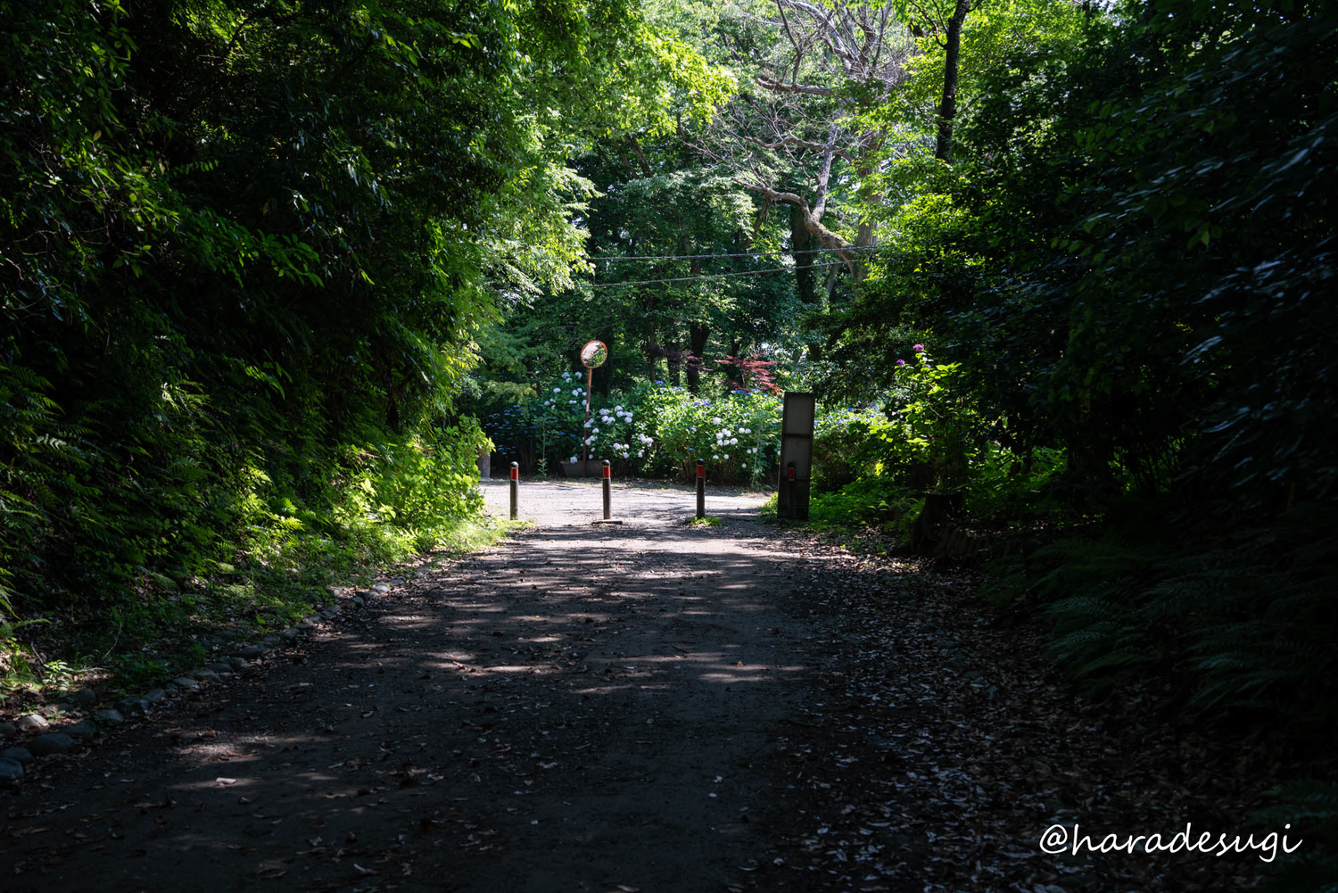f:id:haradesugi:20210609224132j:plain
