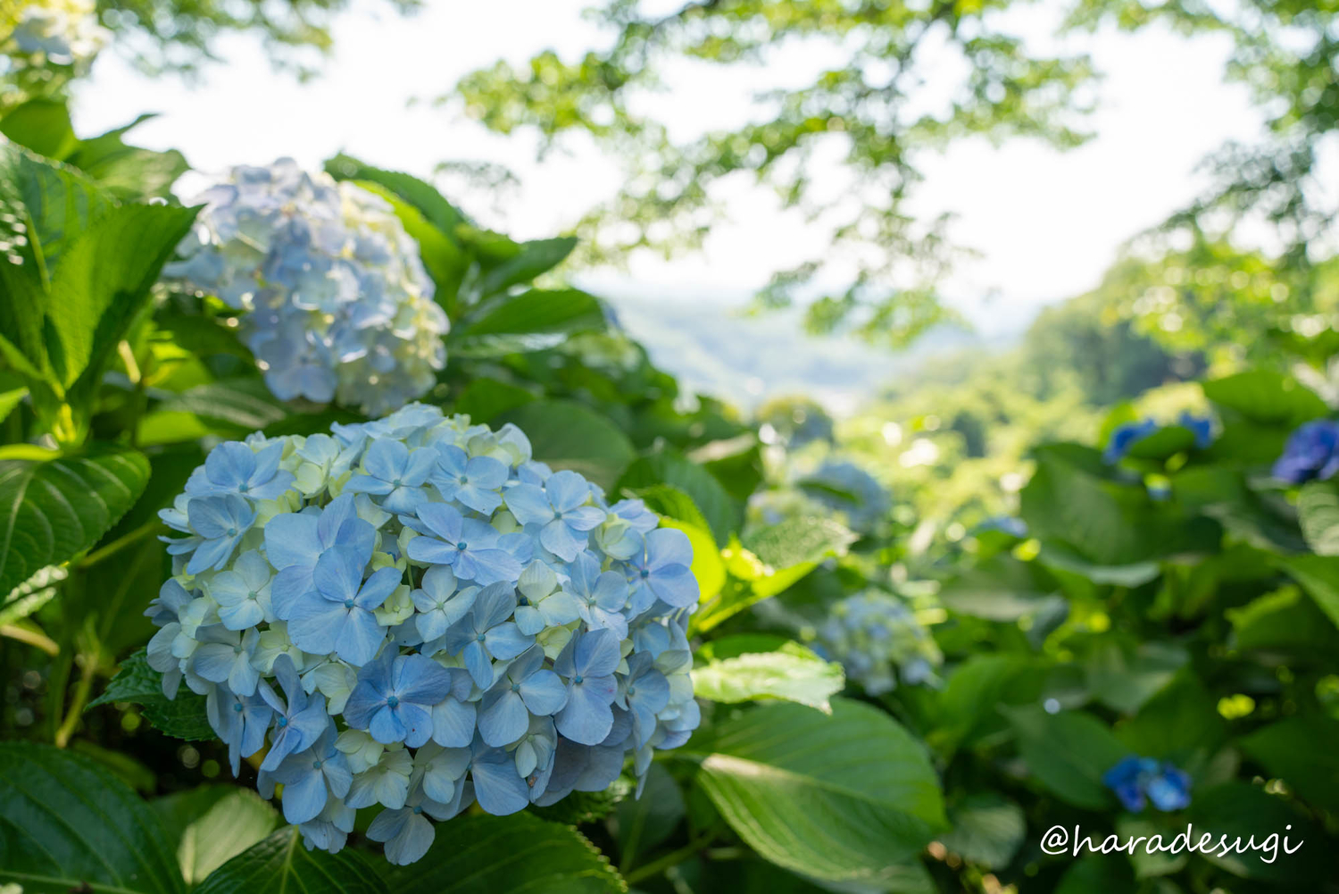f:id:haradesugi:20210609224137j:plain