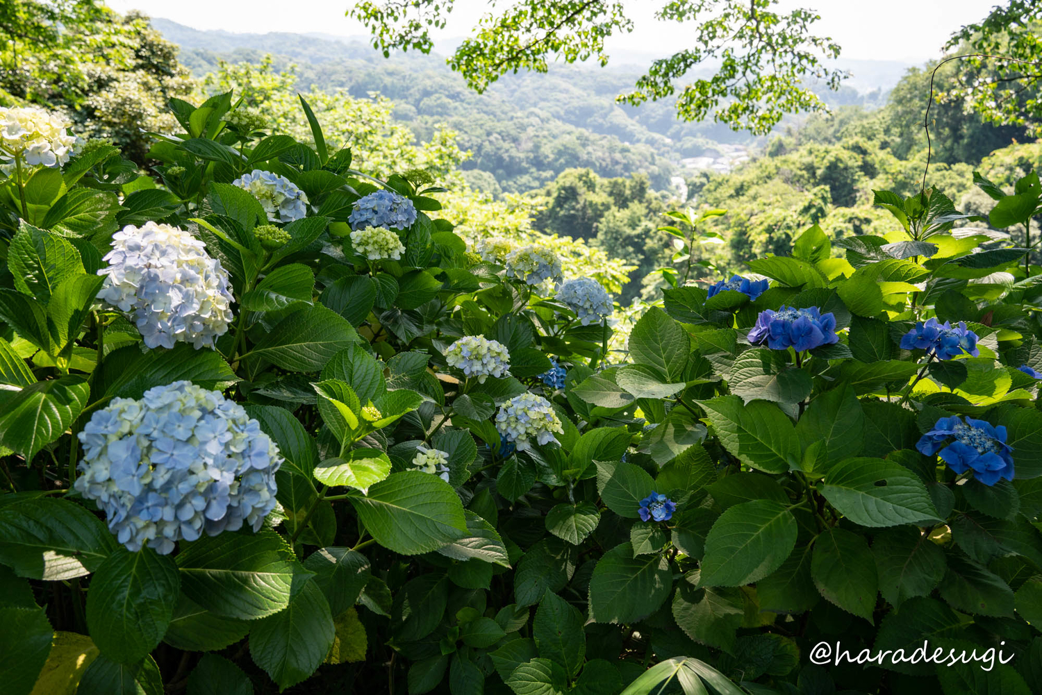 f:id:haradesugi:20210609224142j:plain