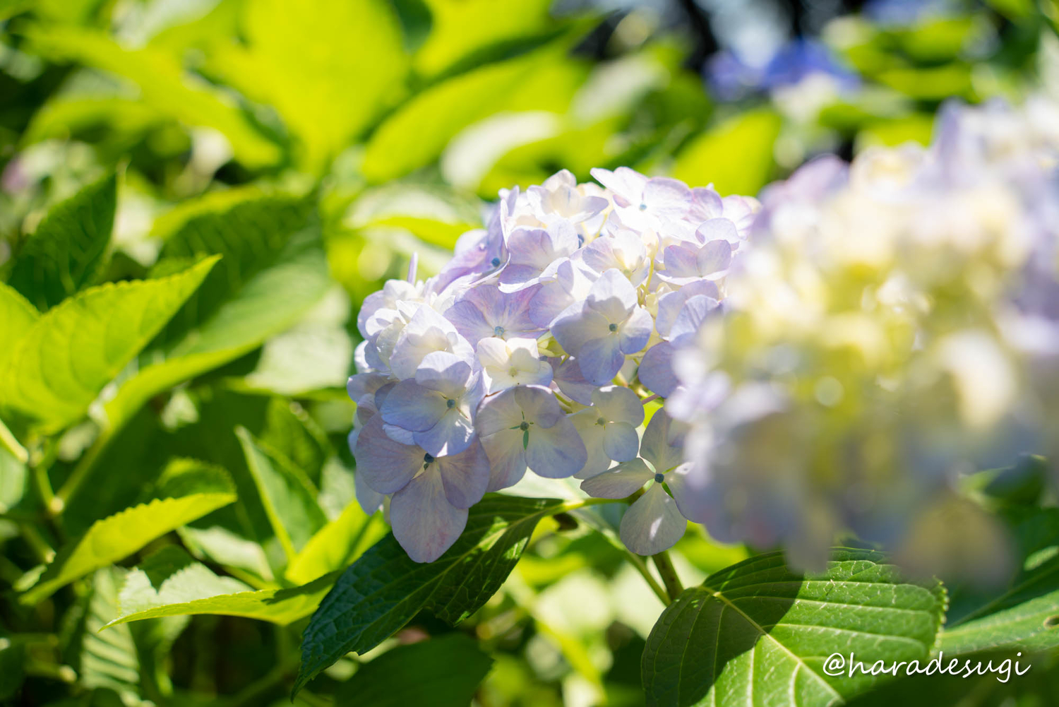 f:id:haradesugi:20210609224159j:plain