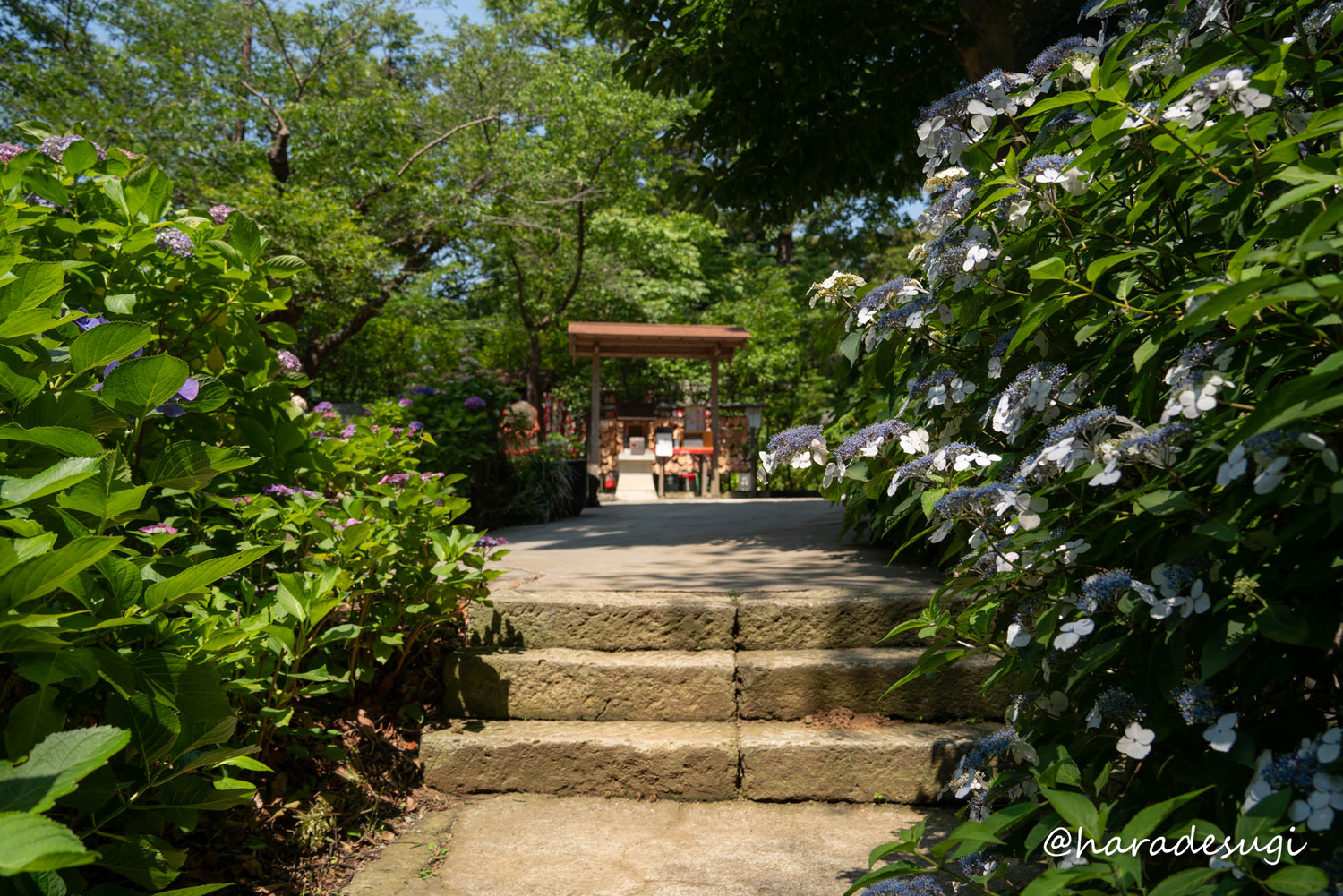 f:id:haradesugi:20210609224210j:plain