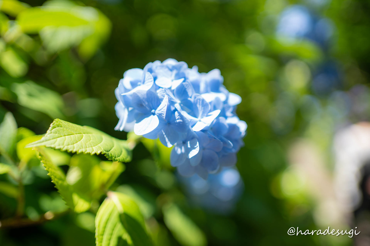 f:id:haradesugi:20210609224237j:plain