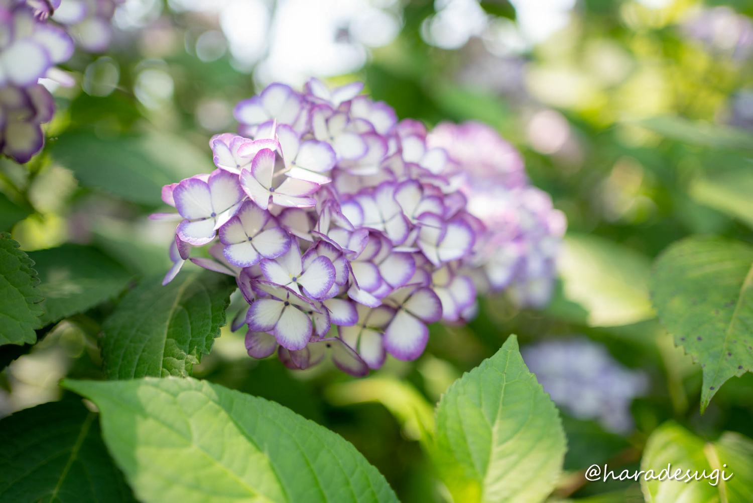 f:id:haradesugi:20210609224249j:plain