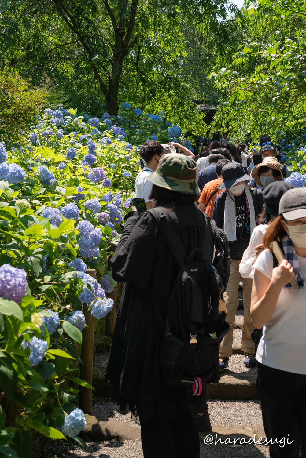 f:id:haradesugi:20210609224254j:plain