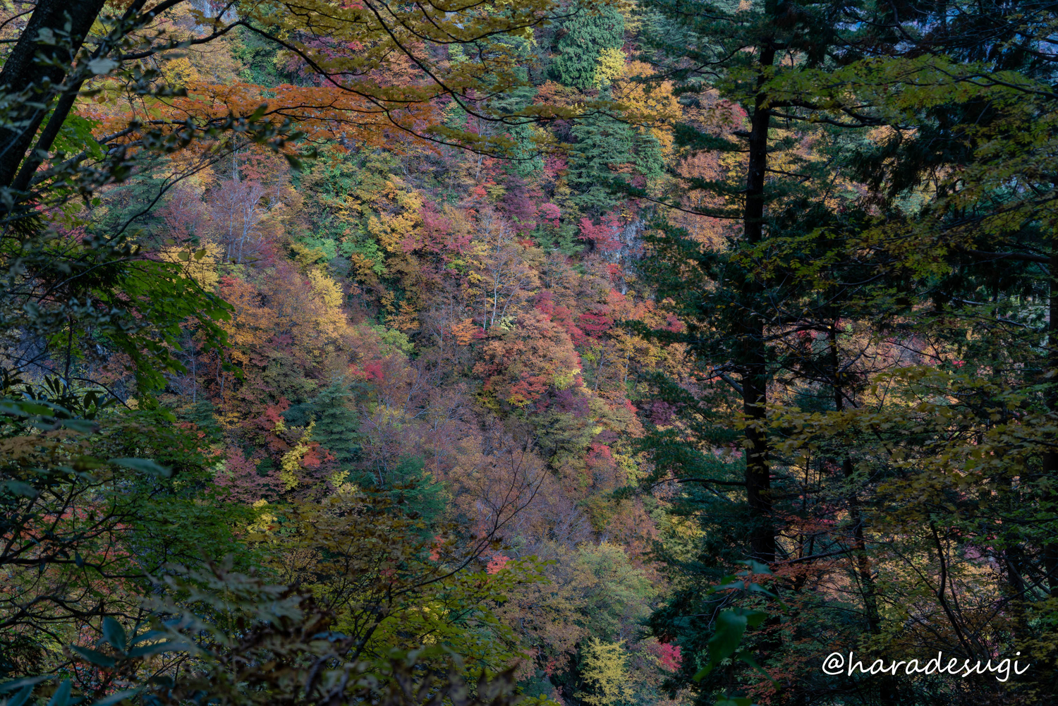 f:id:haradesugi:20211102220720j:plain