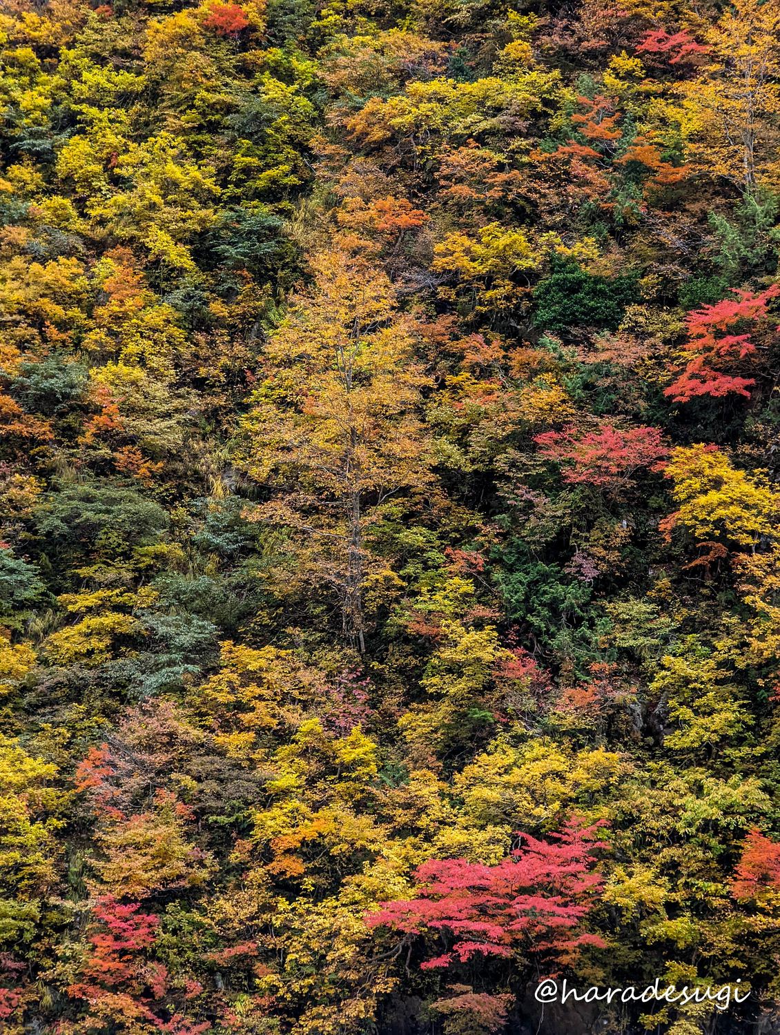 f:id:haradesugi:20211103222032j:plain