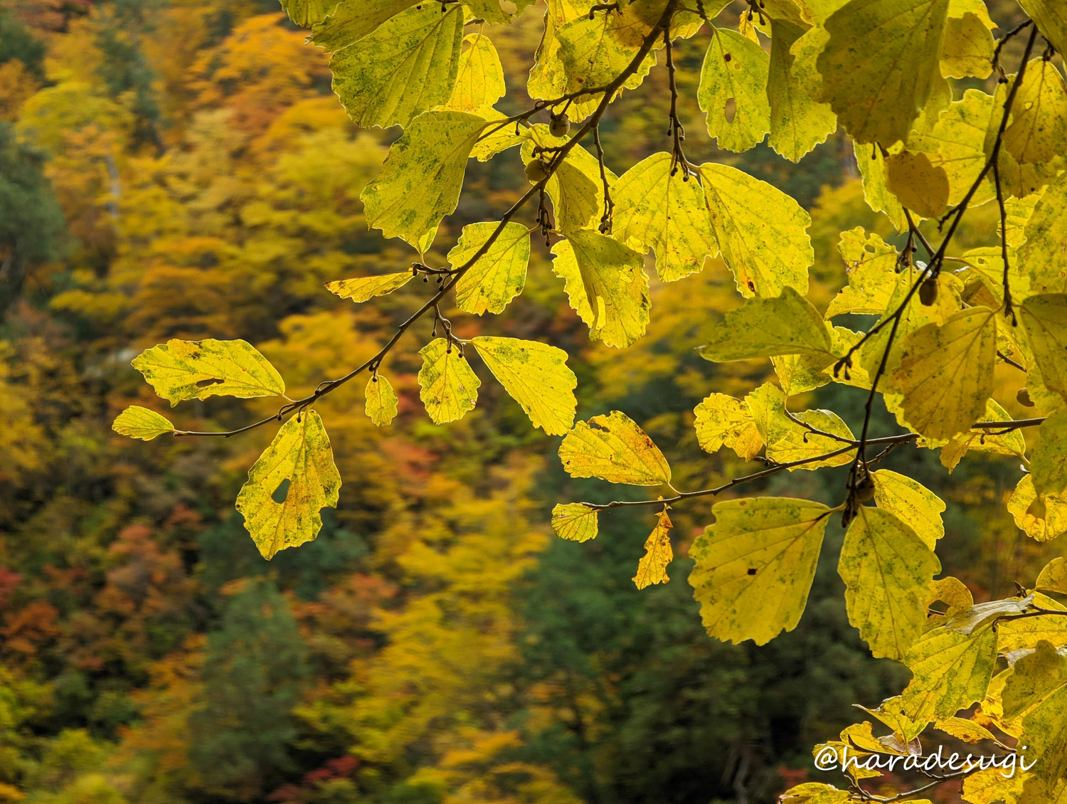 f:id:haradesugi:20211103222039j:plain