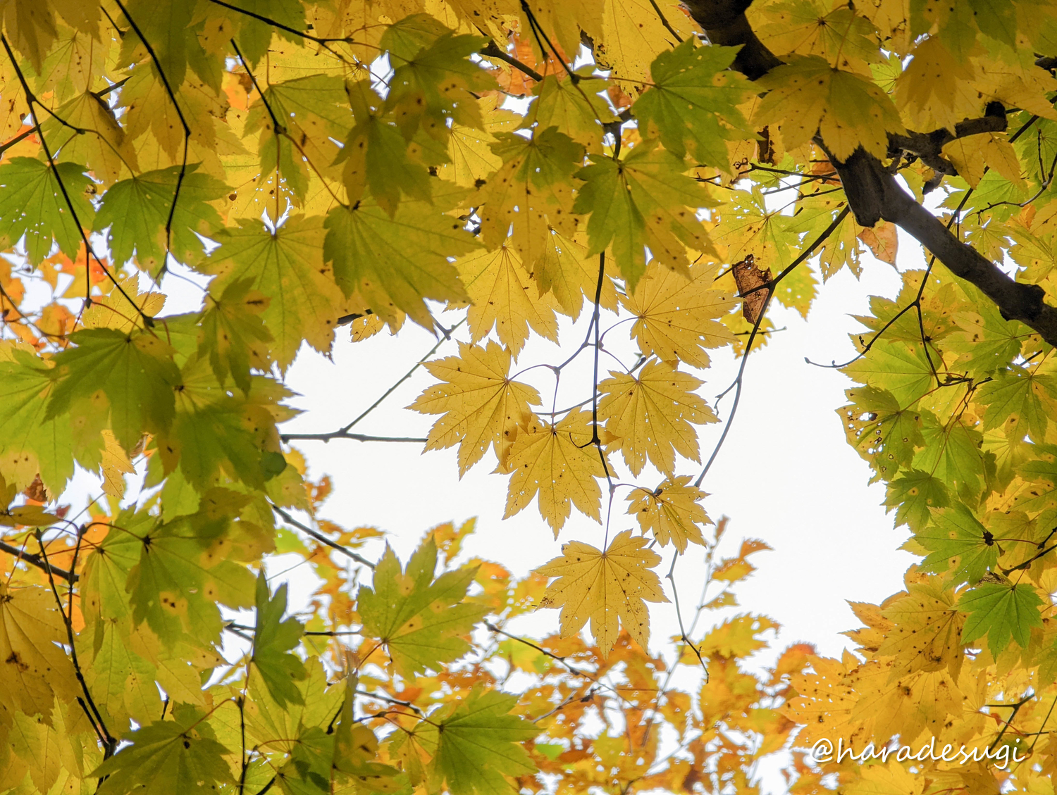 f:id:haradesugi:20211103223446j:plain