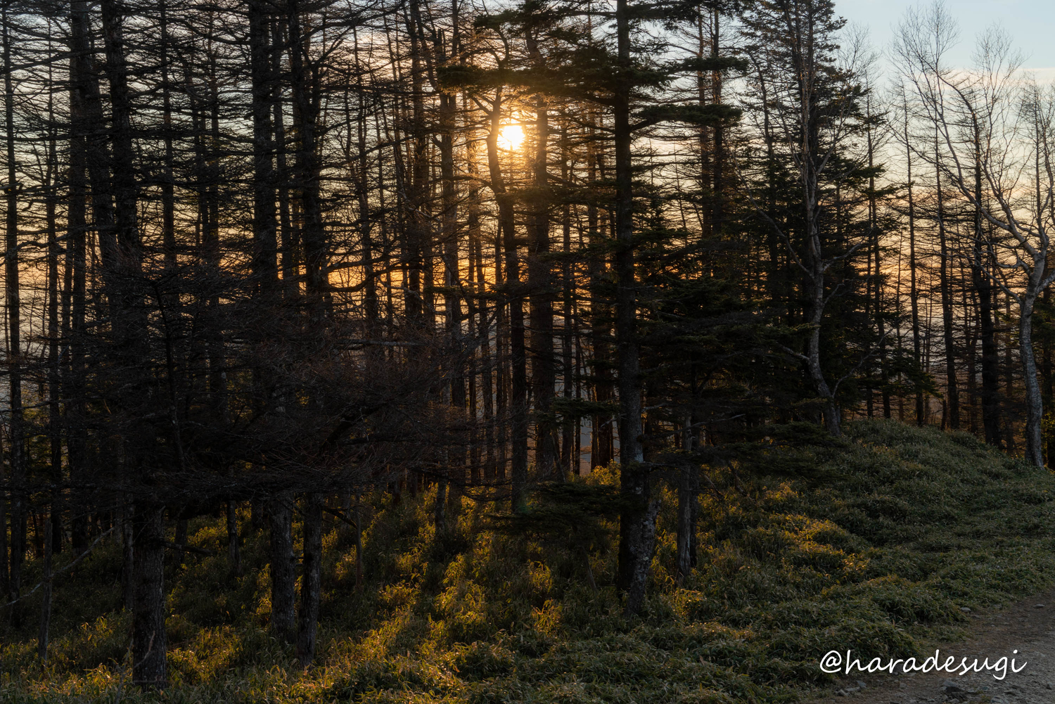 f:id:haradesugi:20211201185454j:plain