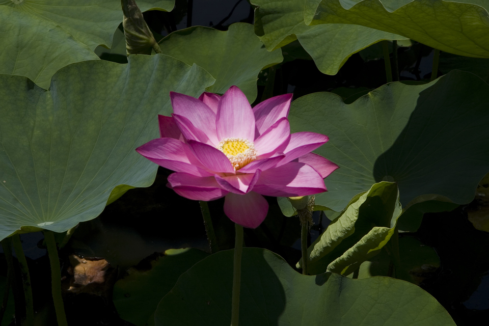 f:id:haraitinuma:20160618110431j:plain