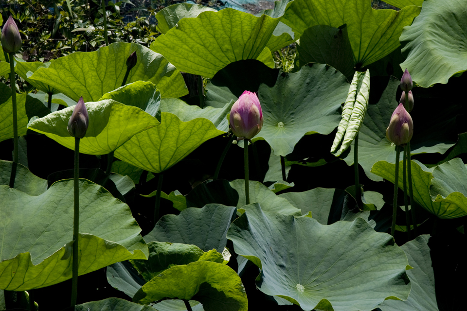 f:id:haraitinuma:20160618110550j:plain