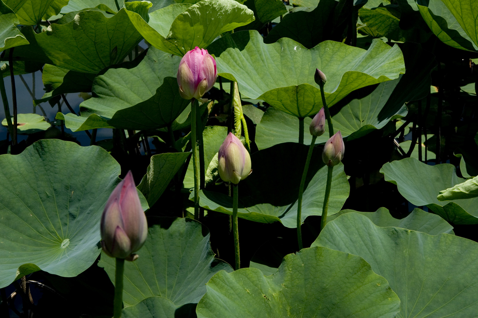 f:id:haraitinuma:20160618110625j:plain