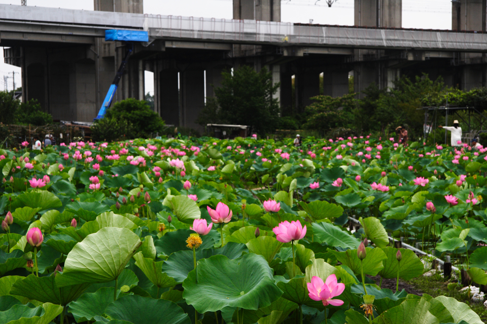 f:id:haraitinuma:20160705105233j:plain