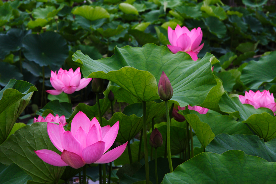 f:id:haraitinuma:20160705105736j:plain