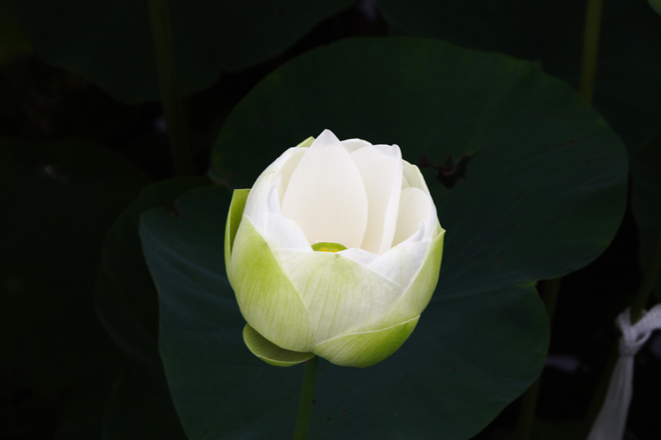 f:id:haraitinuma:20160705110029j:plain