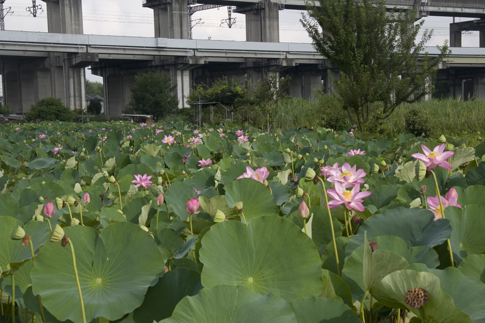 f:id:haraitinuma:20160805073633j:plain